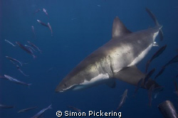Great white makes a pass on the bait - Guadalupe Island by Simon Pickering 